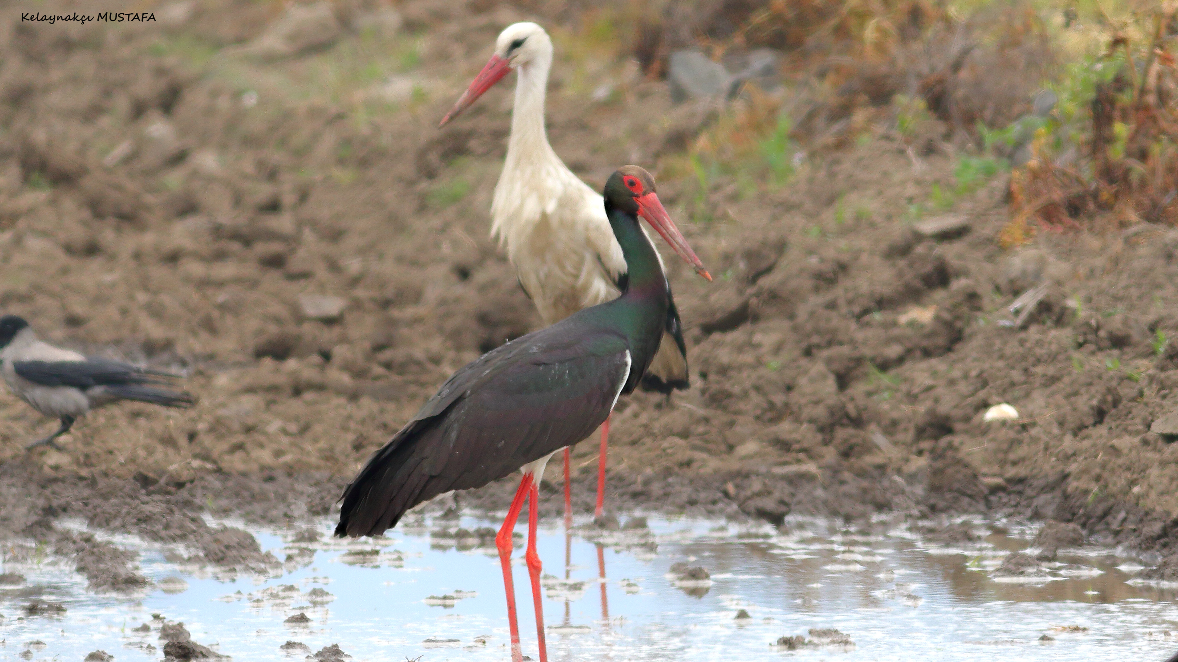 Black Stork